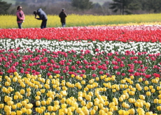 Tulips Bloom in Jeju / Cape Town - Photo News