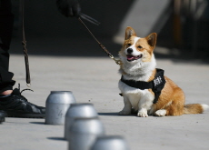 China’s First Corgi Police Dog - World News