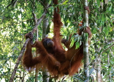 Malaysia’s Orangutan Diplomacy - Bonus