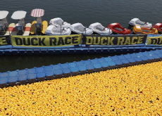 A Rubber Duck Race at Gimpo City - Culture