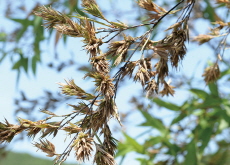 Flowering Bamboo / Kitesurfing - Photo News