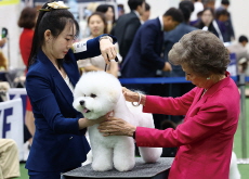 2024 Seoul FCI International Dog Show / Flying to Prague for Training - Photo News