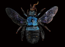 Bees Can Be Blue! - Science
