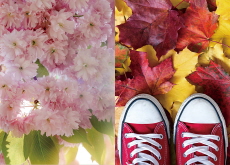 Spring Flowers vs. Fall Leaves - Think Together