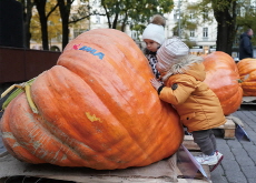 Latvia’s Largest Pumpkin Championship / The 31st Gwangju Kimchi Festival Kicks Off - Photo News