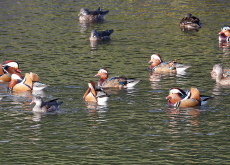 Migratory Birds Search for Warmth / Pansori at Hanok Village - Photo News