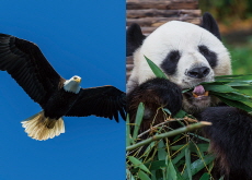 Eagle vs. Panda - Think Together