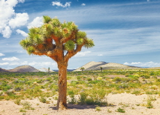 The Joshua Tree - Bonus