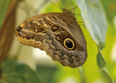 Different Types of Butterflies - Bonus