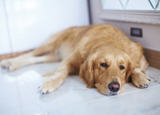 Dogs Worry at Night, Too! - Science