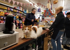 Bodega Cats: A Furry NYC Tradition - Culture