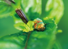 Jewel Beetles: Rare Beauty on the Brink - National News