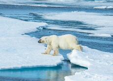 The Difference Between the North Pole and Antarctica - Reader's Voices