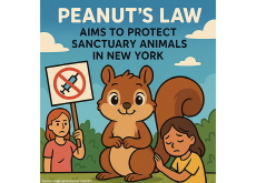 ‘Peanut’s Law’ Aims To Protect Sanctuary Animals in New York - Global News ‘Peanut’s Law’ Aims To Protect Sanctuary Animals in New York - Global News