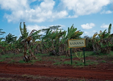 Bananas Could Disappear! - Focus