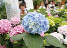 Children Visit Flower Lab to See New Hydrangeas - National News Children Visit Flower Lab to See New Hydrangeas - National News