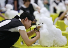 Dog Groomers Showcase Skills at 2025 DAEGU KKF Wig Grooming Contest / Shin Yu-bin Faces Sun Yingsha at World Table Tennis Championships - Photo News
