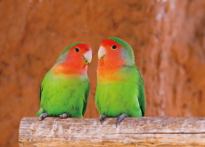 Lovebirds - Reader's Voices