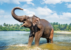 How Do Animals Keep Cool in a Heatwave? - Aha!