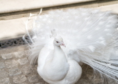 White Peacock Spotted on Hallasan Puzzles Jeju Officials - National News