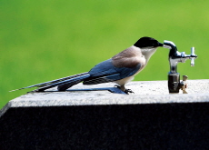 Bird Seeks Water From Fountain as Heat Wave Hits Gwangju / Pet Snacks on Display at Incheon Pet Fair - Photo News