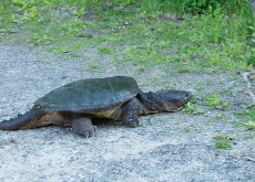 Invasive Snapping Turtle Mistakenly Released in Incheon - National News Invasive Snapping Turtle Mistakenly Released in Incheon - National News