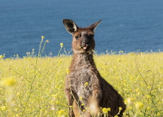 Kangaroo Island - Let's Go