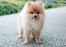 Dog Saves Family From Fire in Changwon - National News Dog Saves Family From Fire in Changwon - National News