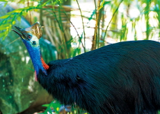 The World’s Most Dangerous Bird: The Cassowary - Bonus