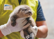 Eurasian Otter Pups Born at Seoul Children’s Grand Park - National News