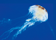 Ouch! Why Jellyfish Stings Hurt So Much - Bonus