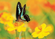 Butterfly Marks the End of Summer / Beachgoers Enjoy Jeju’s Summer Waters - Photo News