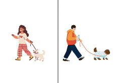 Should Dogs Wear Diapers on Walks? - Think Together