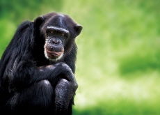 Humans and Chimps: More Alike Than You Think - Bonus