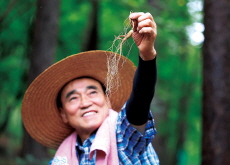 Wild Ginseng for Hamyang Festival / Child Safety Alarm Test at School - Photo News