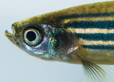 How Did Hands Evolve? - Aha!