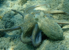 How Octopuses Use Their Arms - Bonus