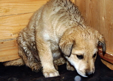 Study Finds Puppy Neglect Can Cause Fear and Aggression - Science