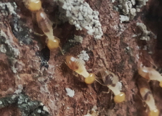 Termites Started Farming Long Before Humans Did - Bonus