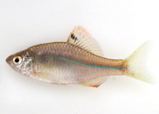 New Fish Found in Cheonggyecheon Stream! - National News