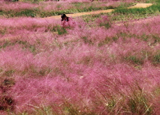 Pink Grass Paints the Fields / 2025 Seoul Classic Car Show - Photo News