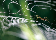 How Spiders ‘See’ With Their Legs - Bonus