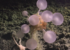 A Strange New Creature Found in the Deep Sea - Bonus