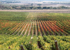 Colchagua Valley - Let's Go