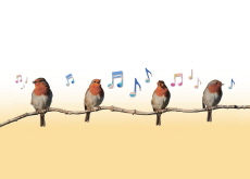 Why Do Birds Sing Differently by Region? - Aha!