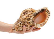 Ancient Shells Were Used as Signal Horns - Bonus