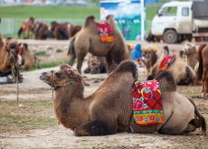 Inner Mongolia Celebrates the Thousand Camel Festival - Bonus