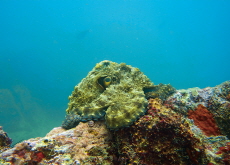 Nature Inspires Amazing Artificial Skin - Bonus