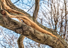  So Cold That Trees Go Bang! - Bonus