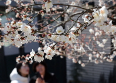 Plum Blossoms Bring News of Spring / Students Make Ice Cream Using Fallen Snow - Photo News